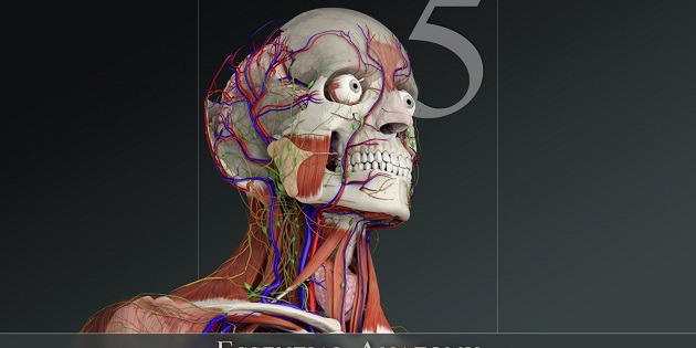 essential anatomy 5